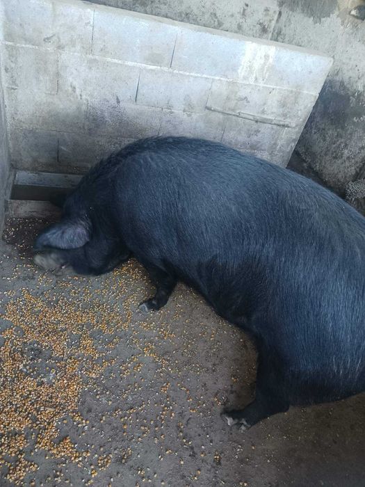 Продава се женско прасе