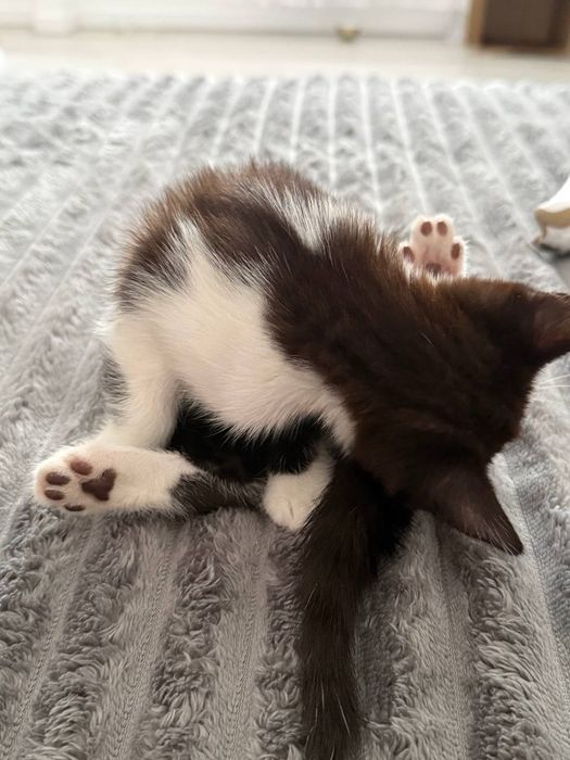 Отдам котёнка в добрые руки