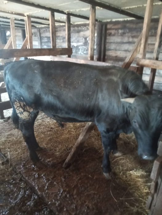 Продам откормленых  быков