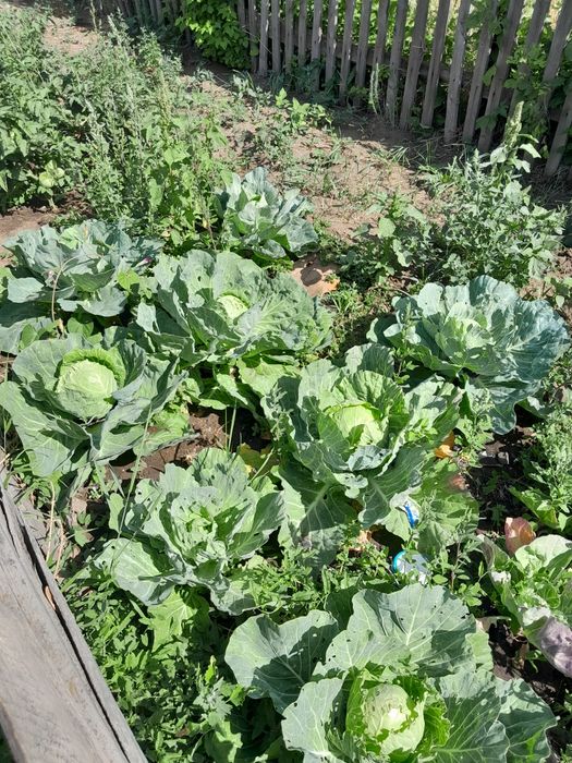 Прополка огородов