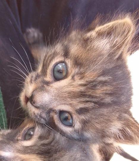 В добрые руки!!!