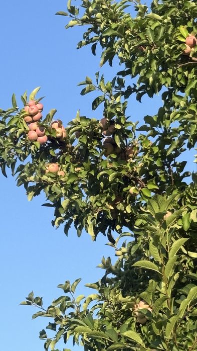 Домастроительде (Бумажник) дача сатылады