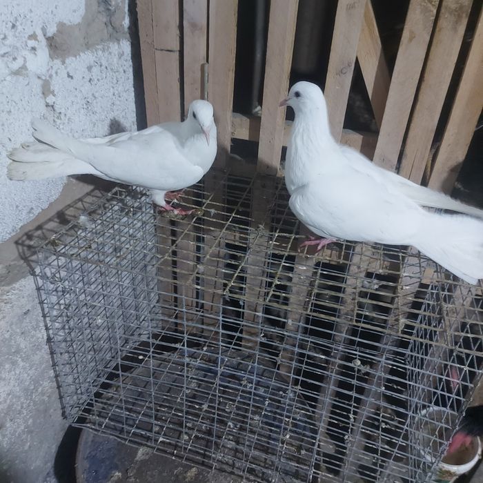 Бели Иран пара лет с игрой