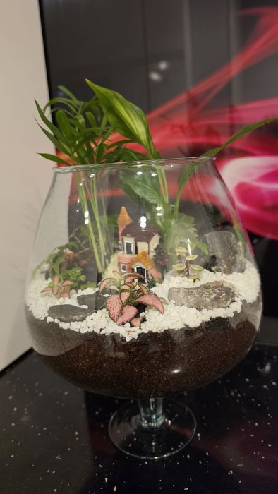 Terariu plante naturale