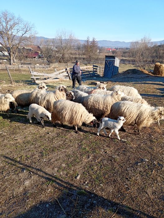 Avem 15 oi de vînzare