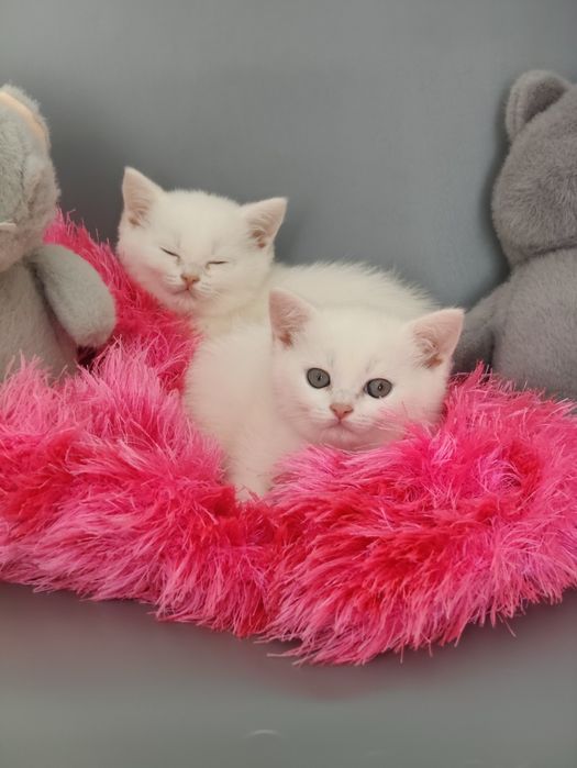 Белые котята Британцы