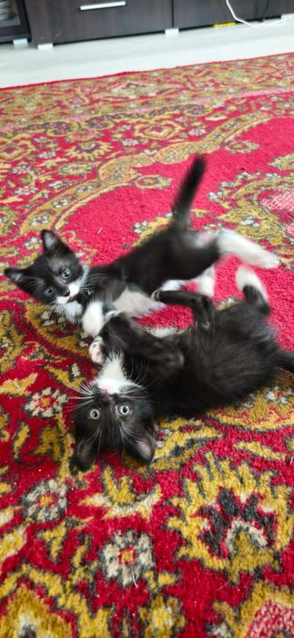 Отдам котят 1,5 мес.