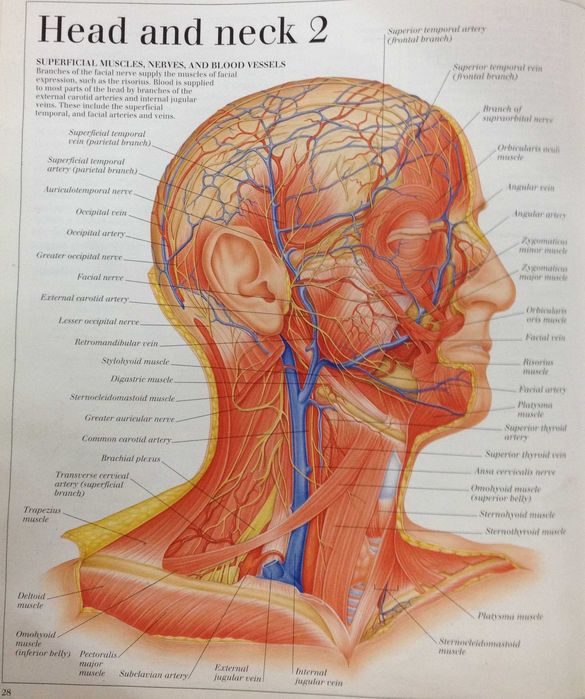 Макмилън- английски речник с изображения