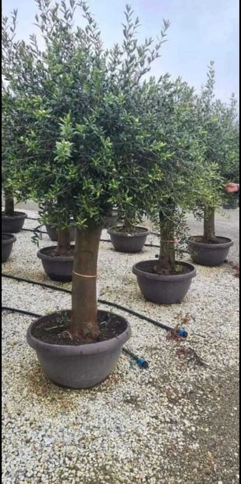 Maslin  copac decorativ