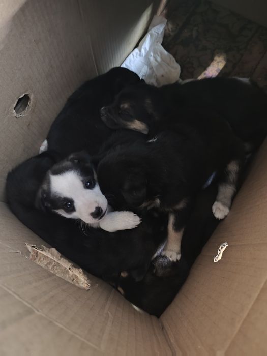 Ищут дом 2 девчонки!