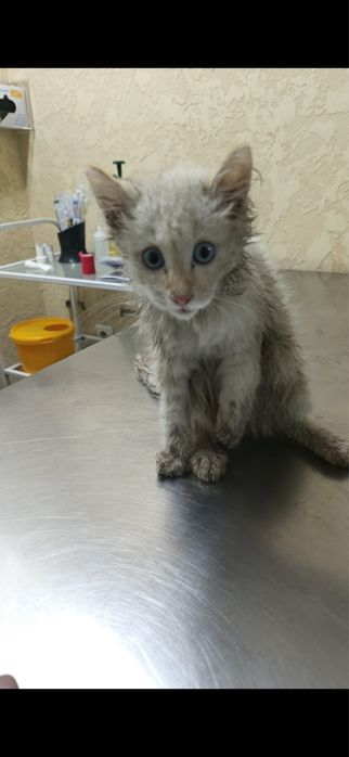 Отдам в добрые руки  котика