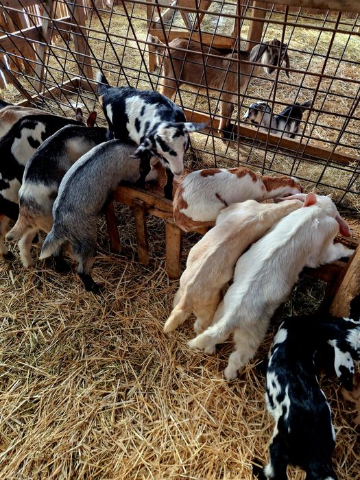 Ieduțe și iezi din capre foarte bune de lapte și țap Anglo-Nubian