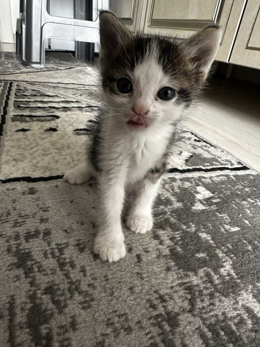 Отдам даром котят