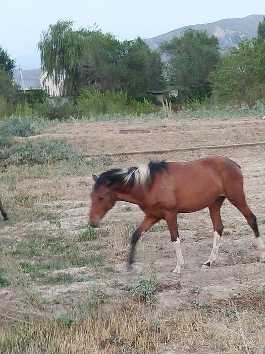 Әдемі байтал сатылады