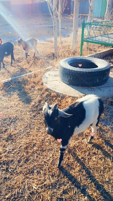 4 мал жас сатылады