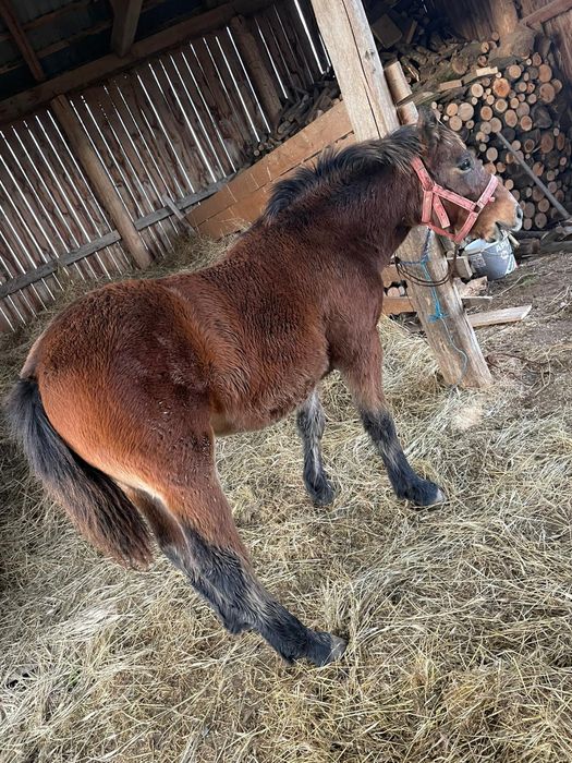Mânz 11  luni. Preț 4000