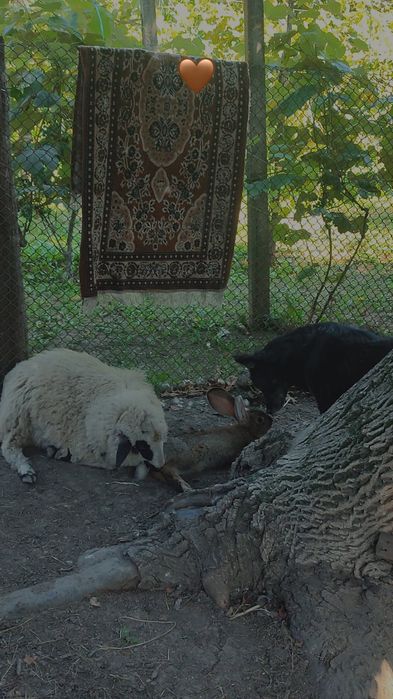Uriaș german pereche gestantă!
