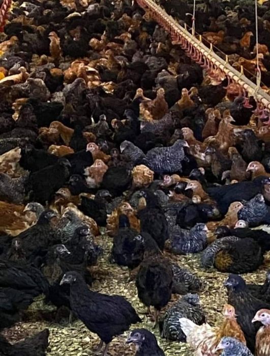 Pui Alb de carne și Pui rasă mixtă Porumbac și roșu Kabir