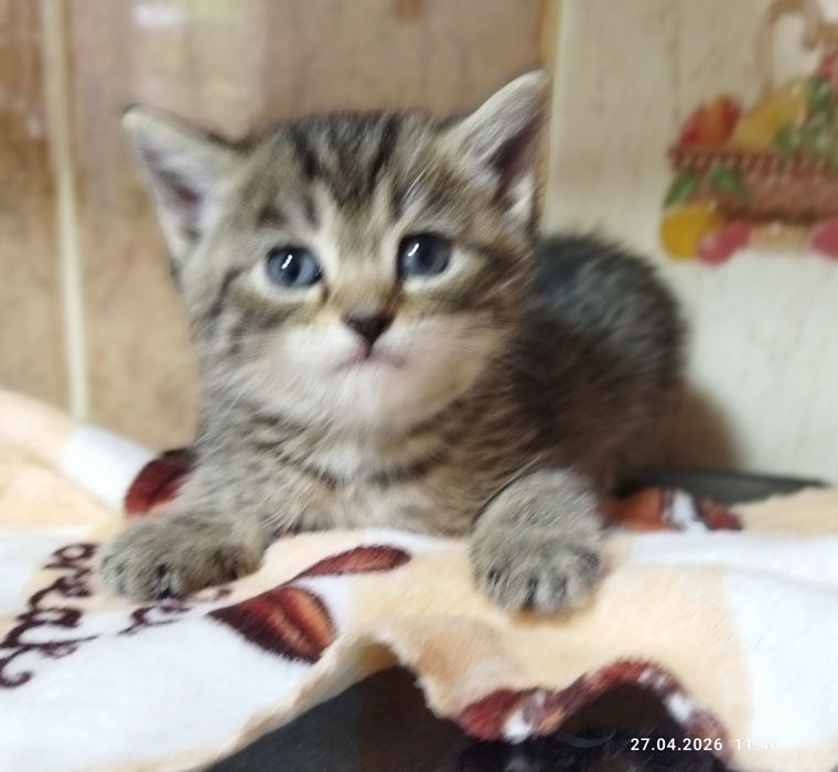 Продаются шотландские котята