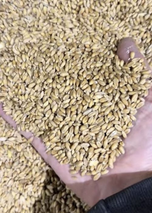 Продам пшеницу 2 сорт сухая