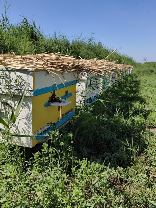 Продам пчеловодческих пчёл!