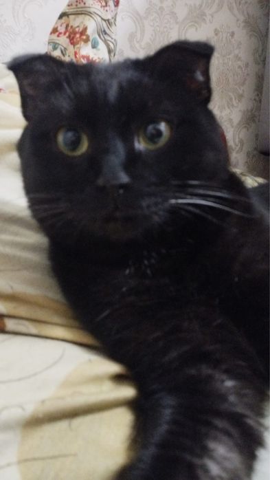 Розыск! Пропал кот