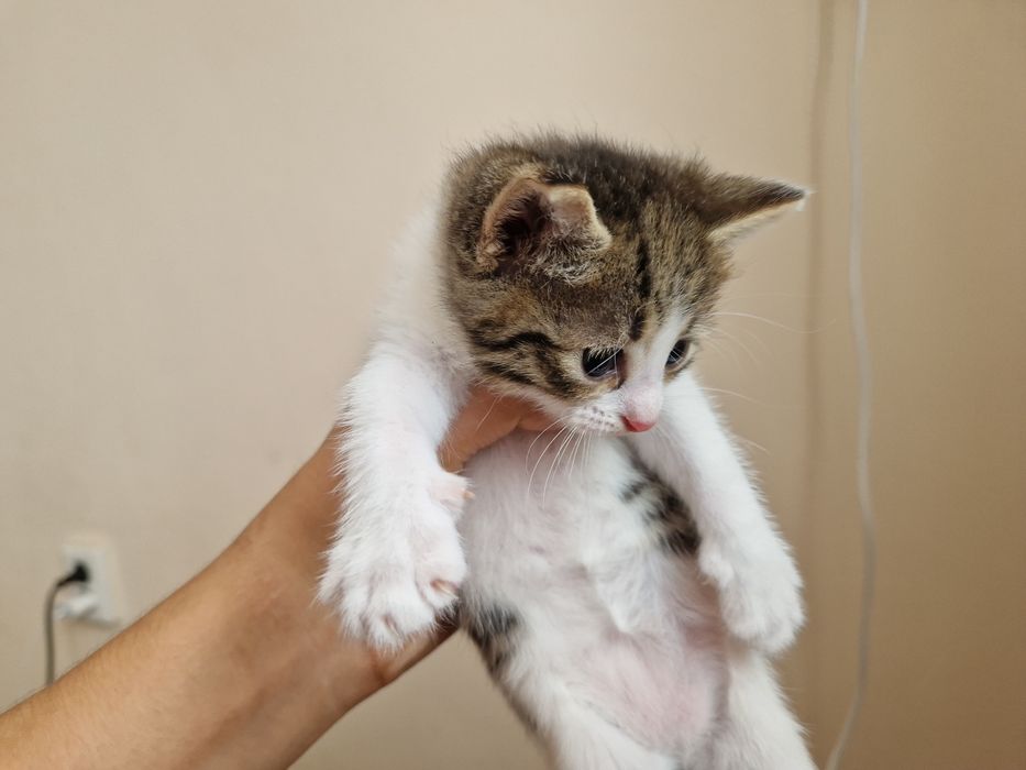 Марғаулар, котёнки