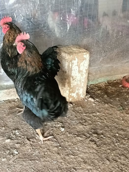 Петухи Әтеш сатылады