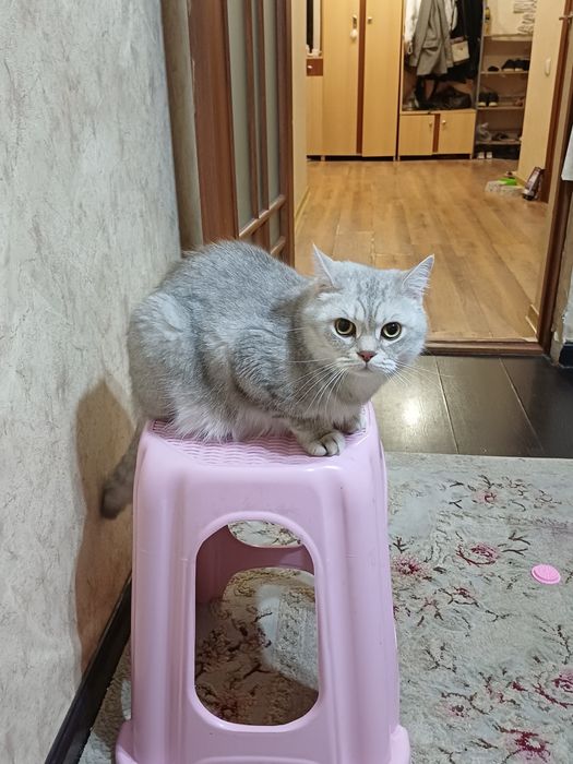 Отдам даром кота британского
