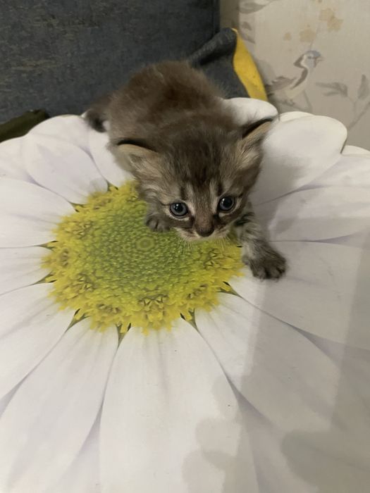 Отдам котят в добрые руки