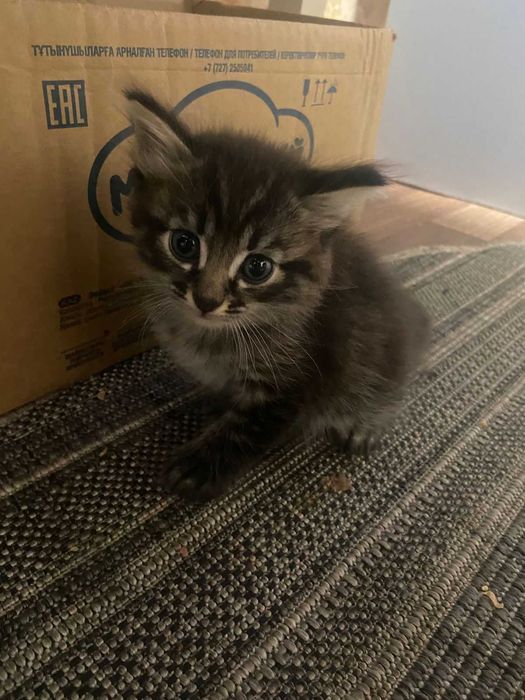 Домашние Кошки  и котята!