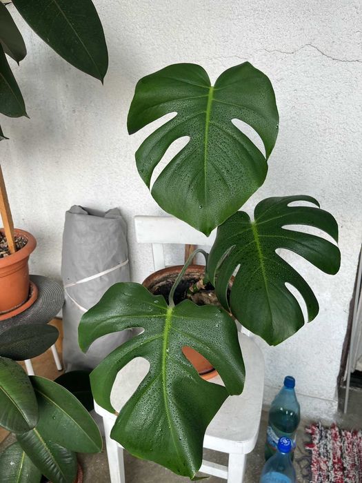 Monstera Deliciosa
