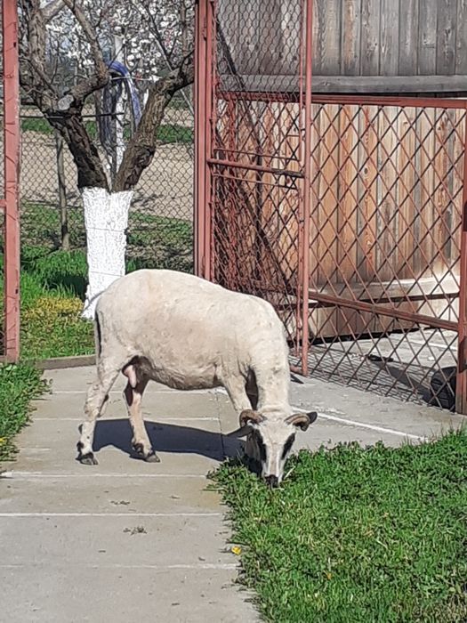 Vând oaie țurcană "brează"