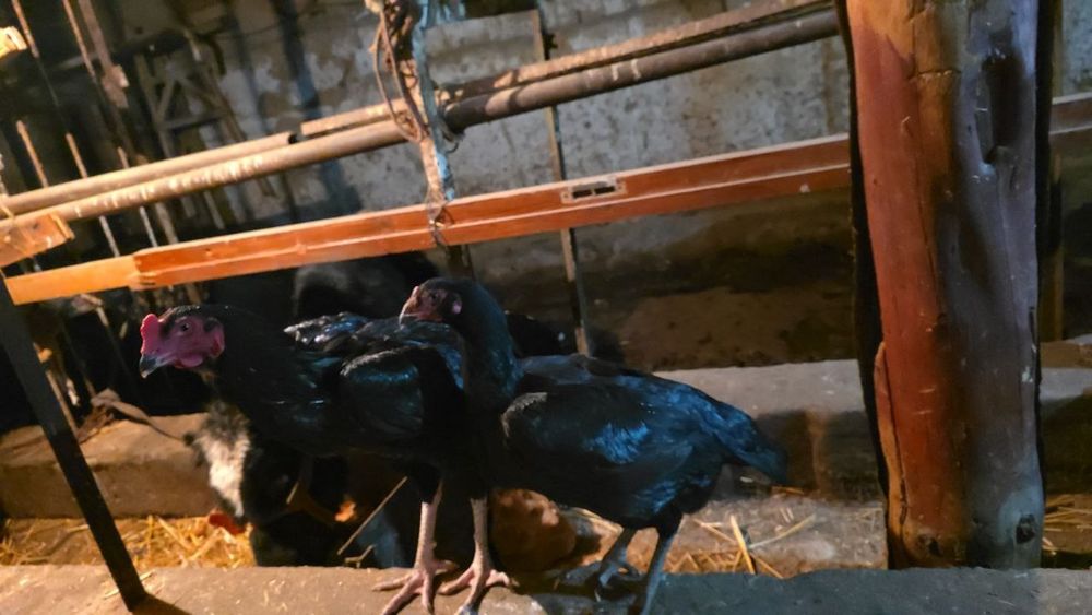 Joja Xoroz va tovuq sotiladi