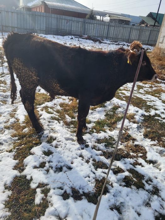 Продам хорошего бычка