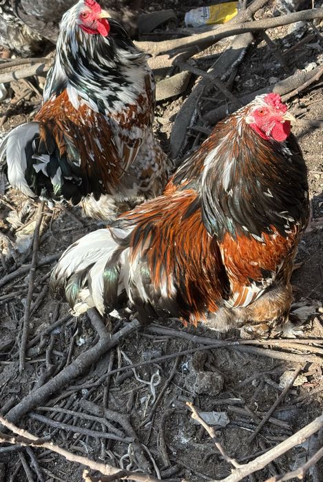 Разплодни яйца от Порцеланови Брами