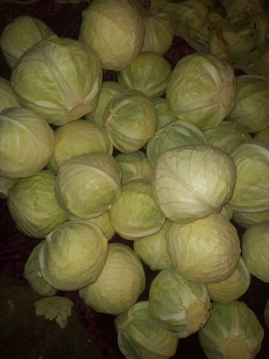 Здравствуйте продам капусту