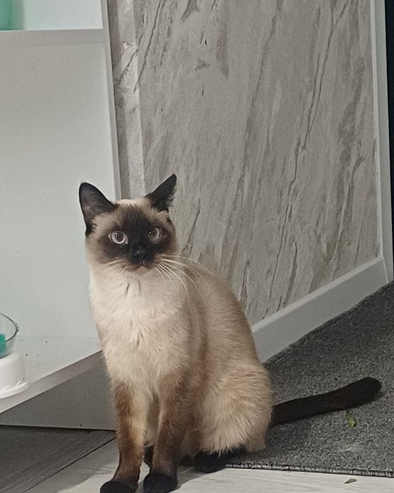 Отдам кошку в добрые руки