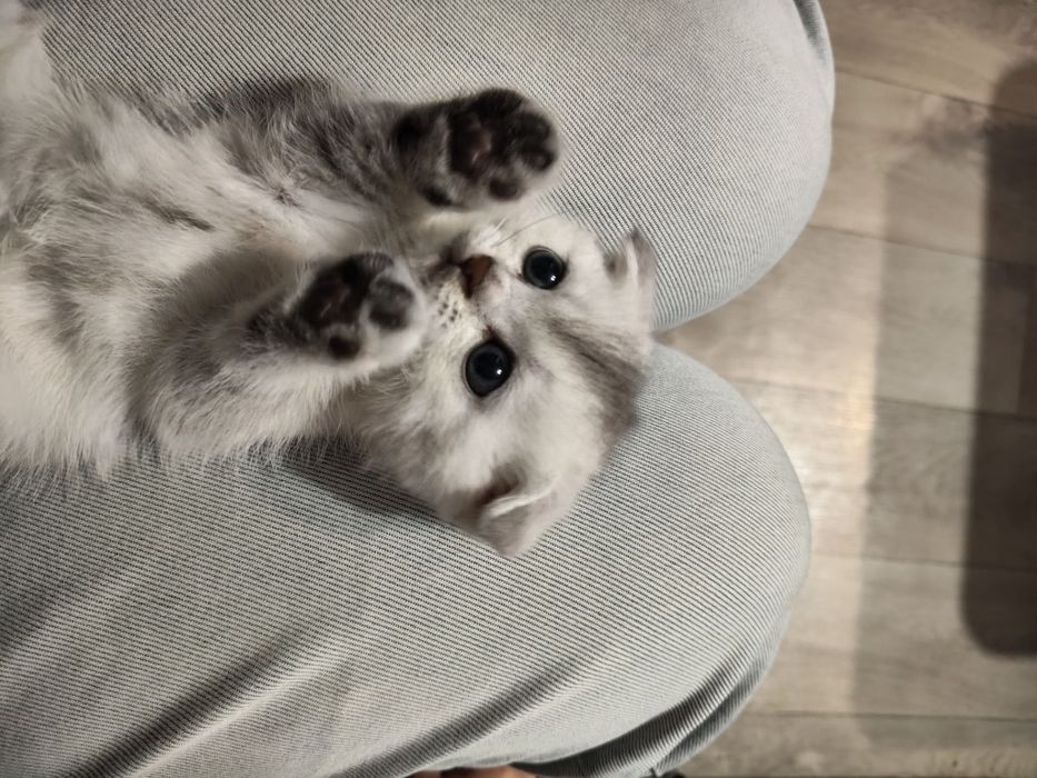 Продам шотланских котят