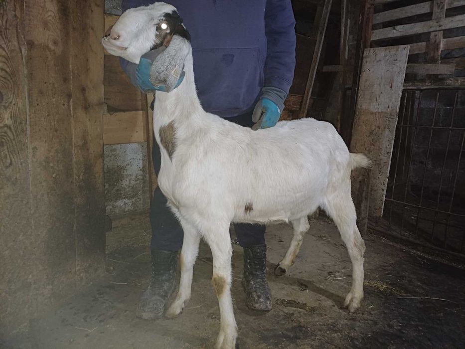 Capre la a doua fătare, imperecheate cu mascul anglo nubian cu origine