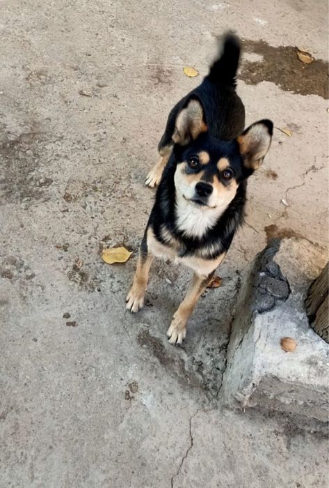 Продам щенка звонок