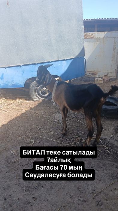Ешки Теке ешкі сатылады