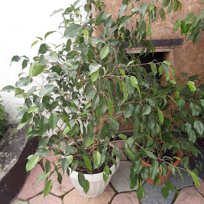 Продам Фикус Бенджамина
