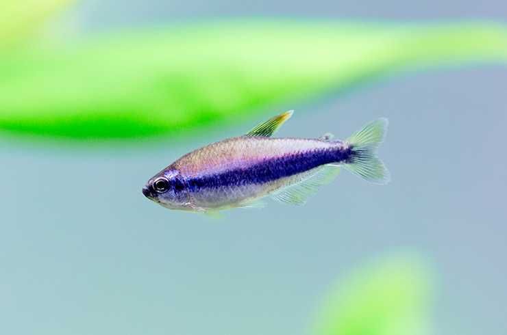 Аквариумная рыбка "Тетра Керри"