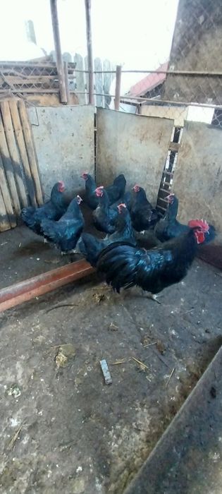 Vând ouă australorp