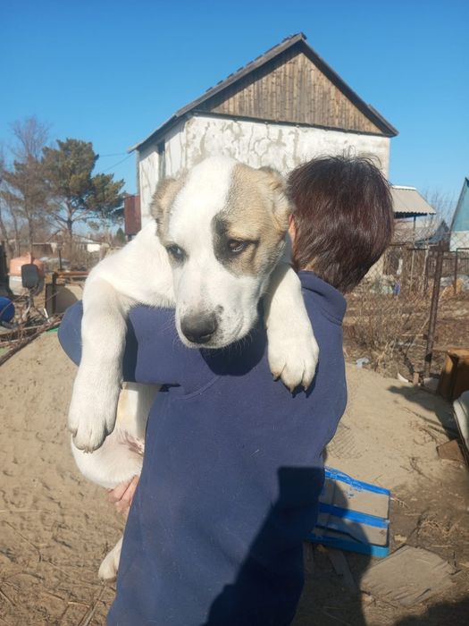 Предлагаются щенки САО