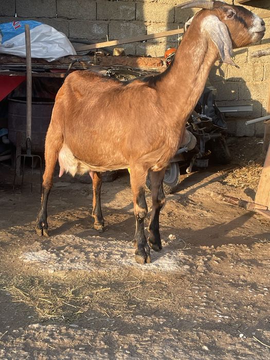 таза канды нуби