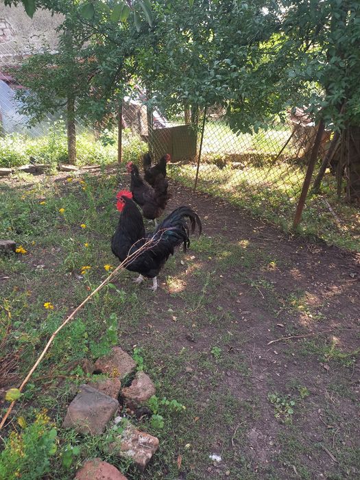 Петли Родайланд  и Австралорп