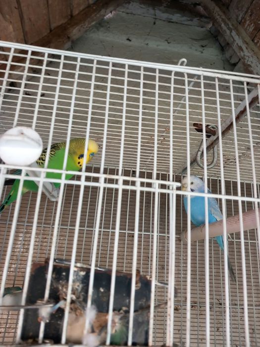 Gratis 2 peruși și cușca  în care locuiesc