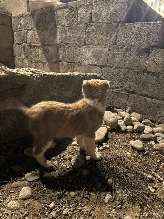 2 айлық алабай күшік сатылады